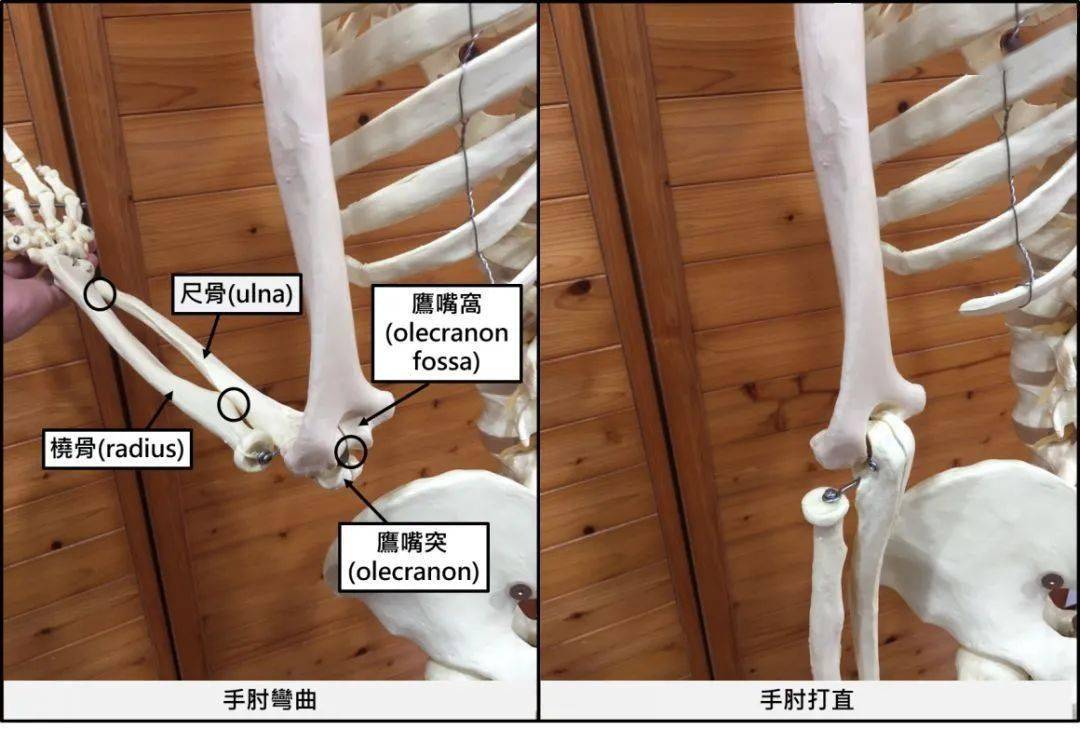 的鹰嘴突与肱骨的鹰嘴窝,桡尺关节也无法吻合接续向上检查了手肘关节