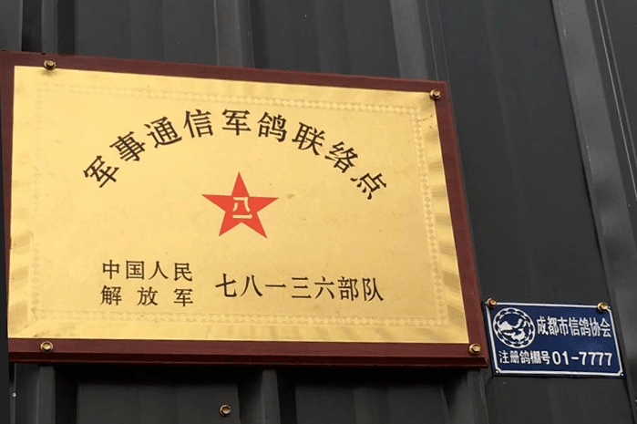 高起点引种打高端棚专访成都超越者鸽苑