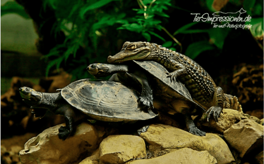 萌龟之美欣赏一波放松你的眼球