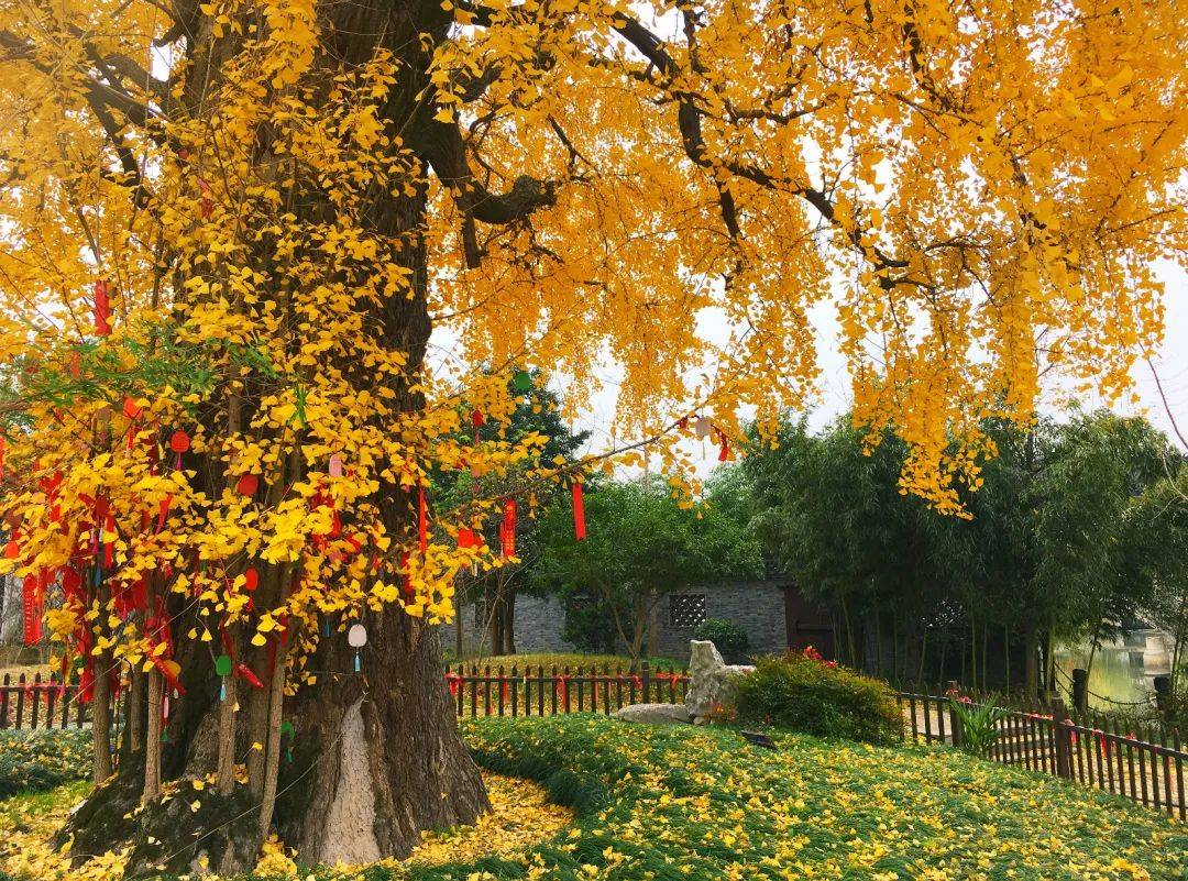 梅花洲千年古银杏正当最美时醉美绿道邀您走起