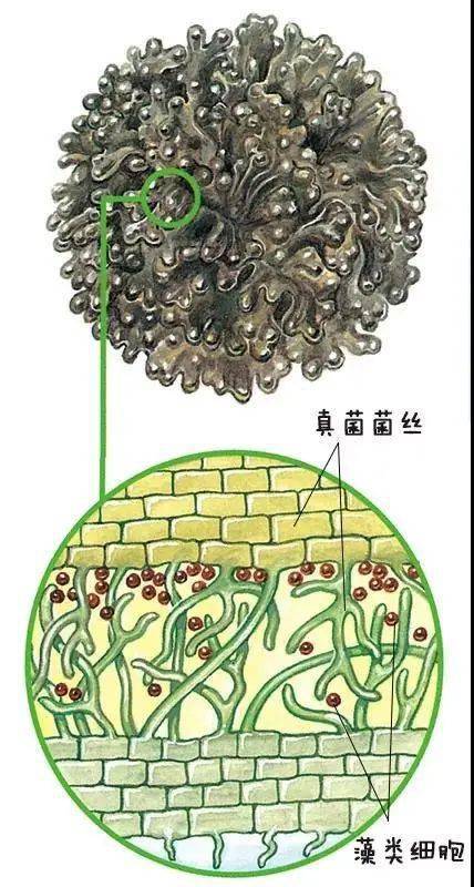 地衣横切面细胞图图片