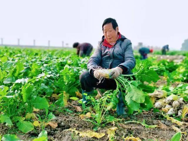 七都群幸村大头菜喜提丰收等了一年的美食开缸腌制