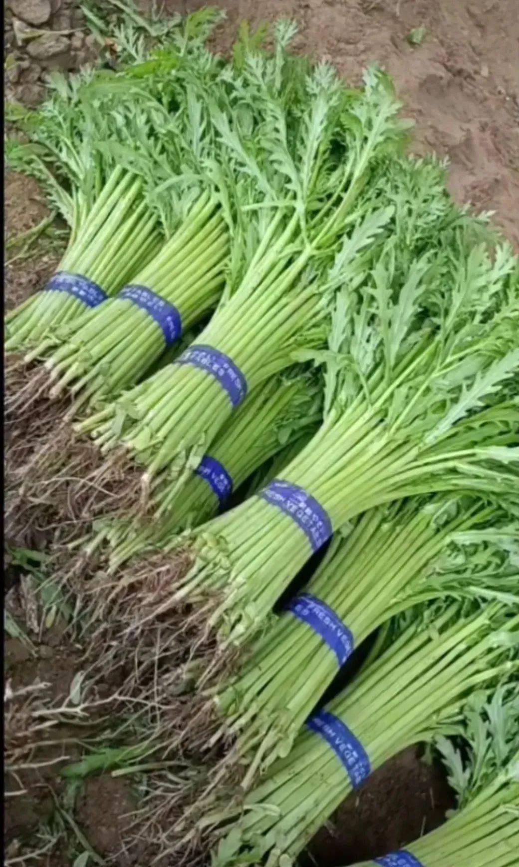 绿源小报蒿子秆的功效