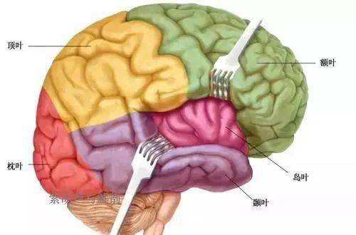 孩子學習看似勤奮實則沒效果學會自主切換大腦思維模式減少島葉皮質