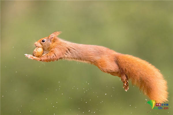 这只健硕的"超级松鼠"被镜头捕捉到跳跃着在森林空地上捡坚果.