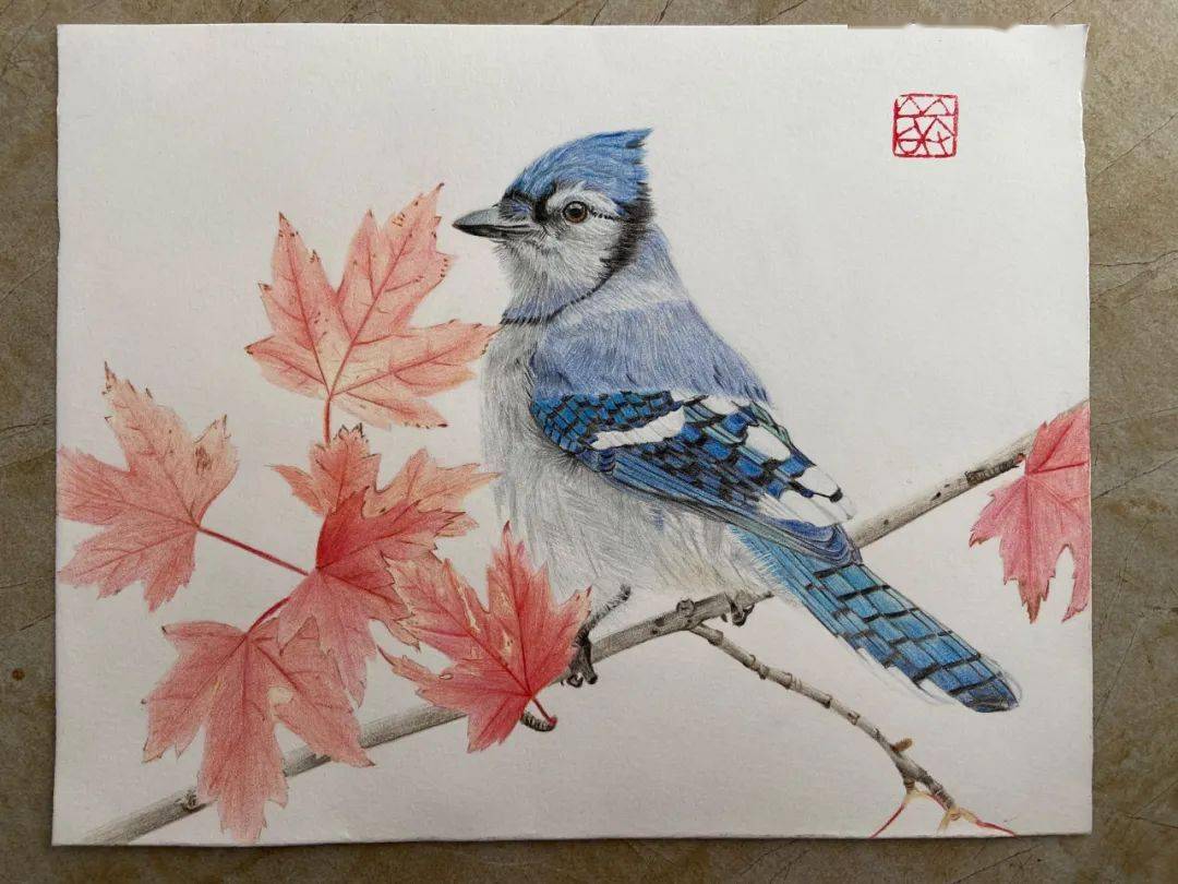 彩铅画图文教程 | 枫叶蓝鸟-搜狐大视野-搜狐新闻