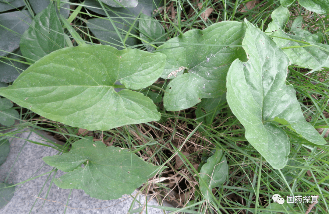 白附子與其類似的植物圖鑑