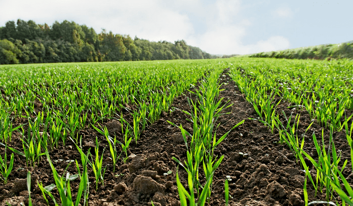 全丰生物植物生长调节剂在小麦上的应用