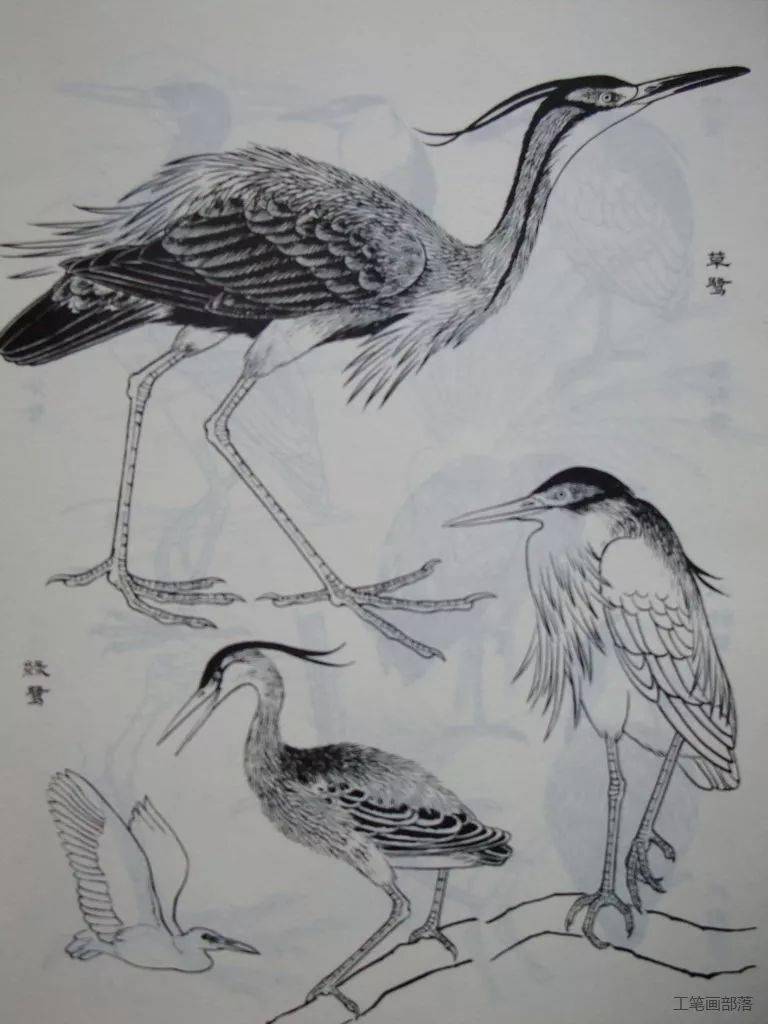国画素材鸟类画谱分享体形结构各种鸟的神态