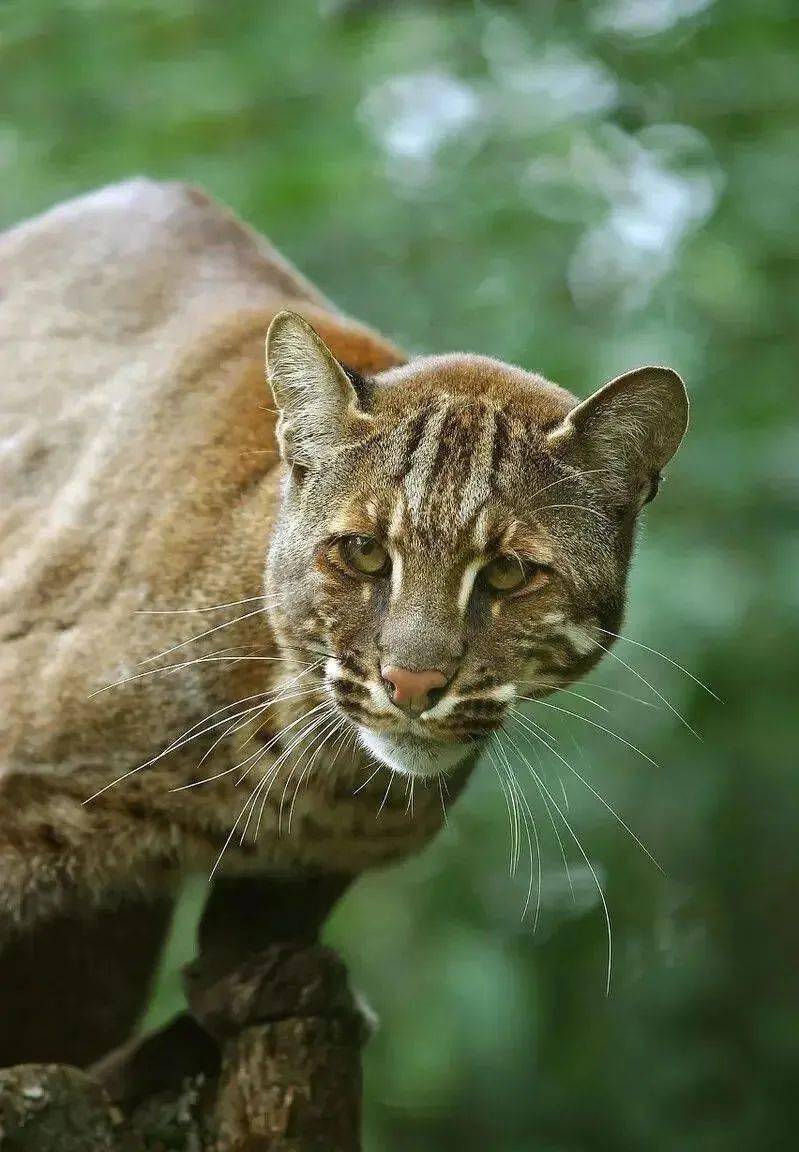 tristis分布于中国西南部亚洲金猫面临的主要威胁是森林破坏和非法