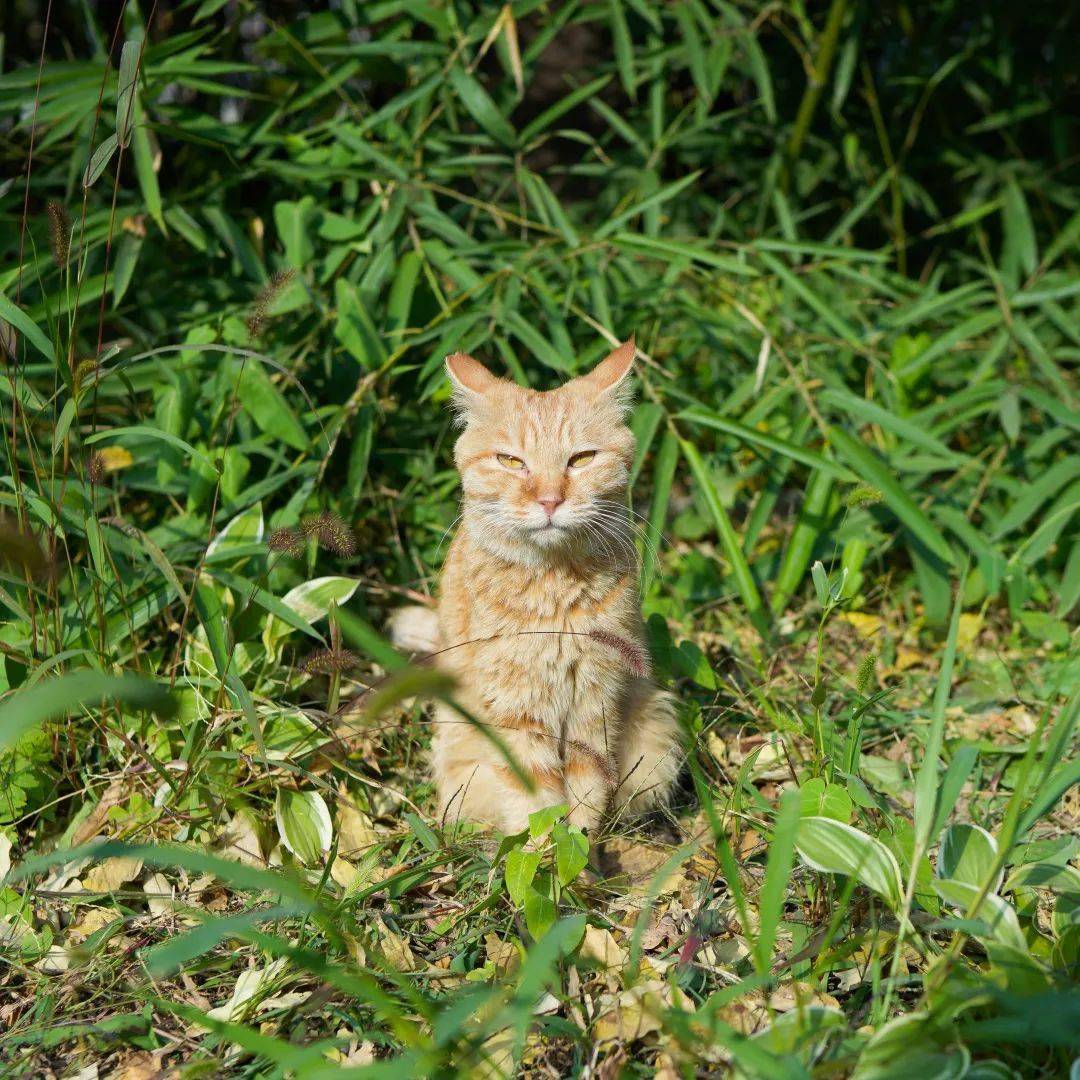 光影农大 | 农大校猫知多少?-搜狐大视野-搜狐新闻