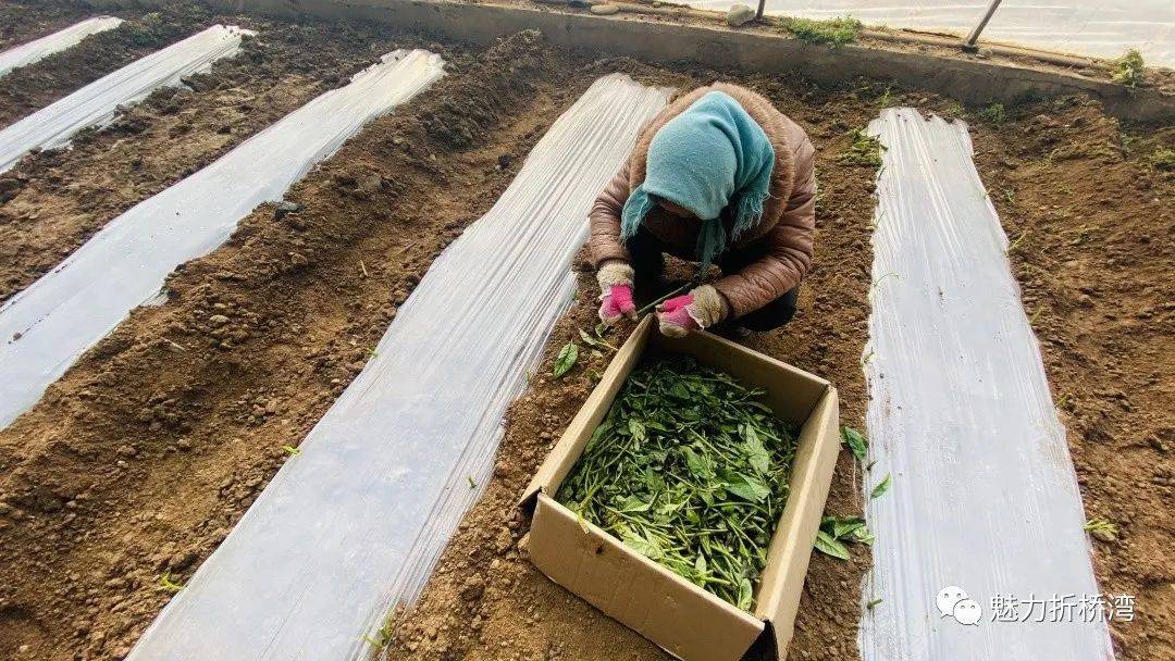 折桥镇大庄村试种长寿菜温室大棚又添新成员