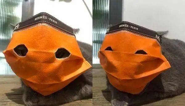 饲主怕被咬,拿爱马仕口罩"封印",主子乖乖交手剪指甲