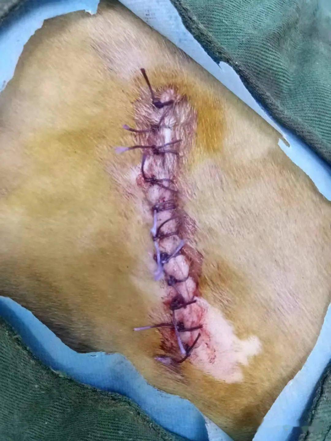 半夜被人捅了一刀的小流浪猫