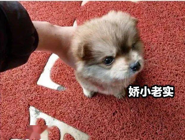 【流浪】流浪狗多次偷偷混进饭店,呆萌表情惹人喜爱,最终被客人收养