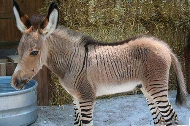 被人类培育出来的10种奇特的杂交动物