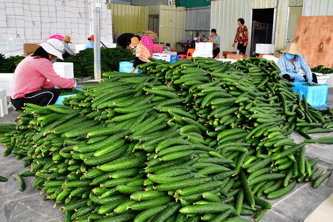 崖州冬季瓜菜日交易量逾千吨 下月中旬迎产销两旺