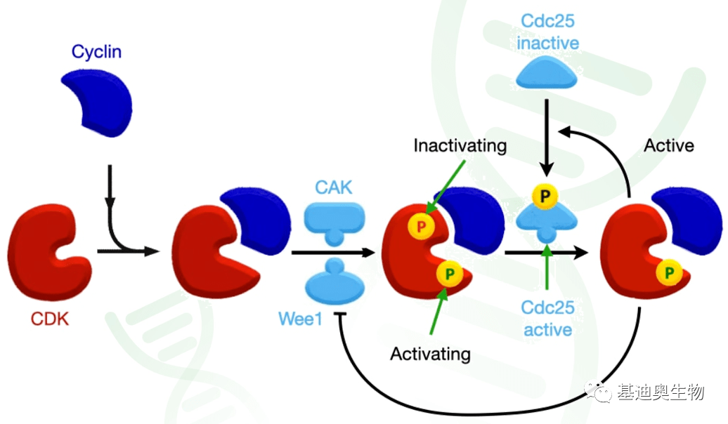 所有肿瘤都会发生异常的通路cellcycle信号通路一