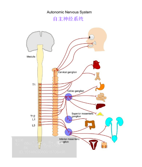 植物神经紊乱的五大症状和四大危害?