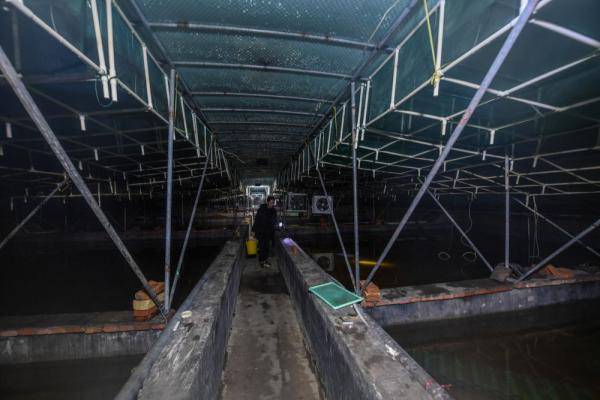 农业开发公司养殖基地内,工作人员展示培育棚内的澳洲淡水龙虾的种虾