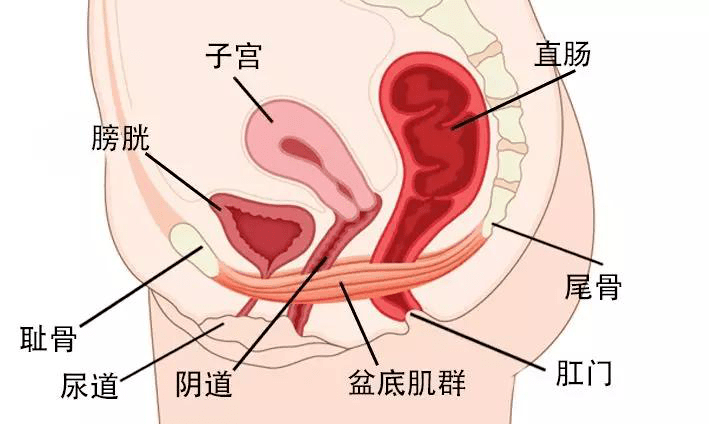 盆底肌3d立体图图片