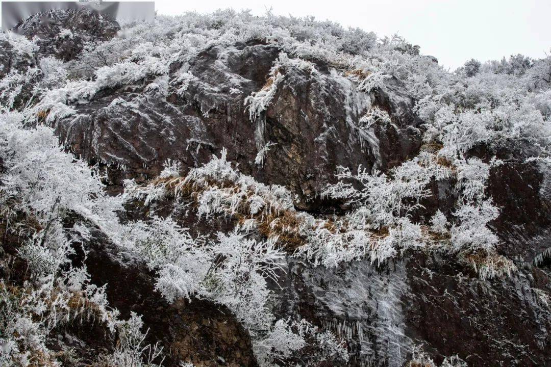 瑞安出现绝美雾凇大片!再也不羡慕别人下雪了_金鸡山