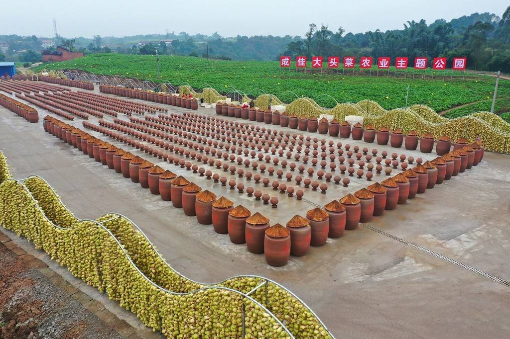 科技赋能!自贡打造万吨大头菜冷链发酵基地