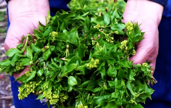 营养,美味,保健,调剂富含矿物质元素,百花菜其花,嫩梢,嫩叶皆可食用