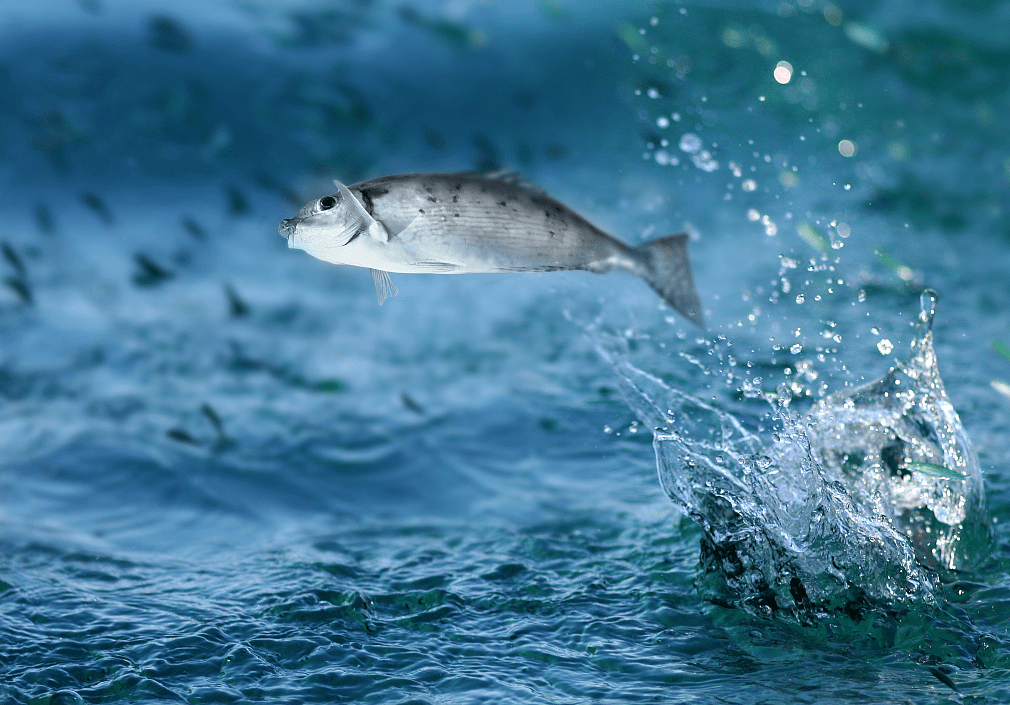 報告長江流域水生生物資源及生境狀況公報發佈