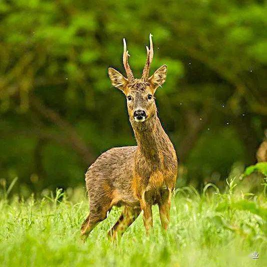 延安宜川牛家佃野鹿在村民果园里撒欢儿