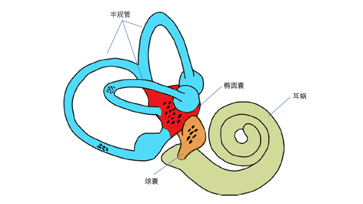双侧半规管解剖立体图图片