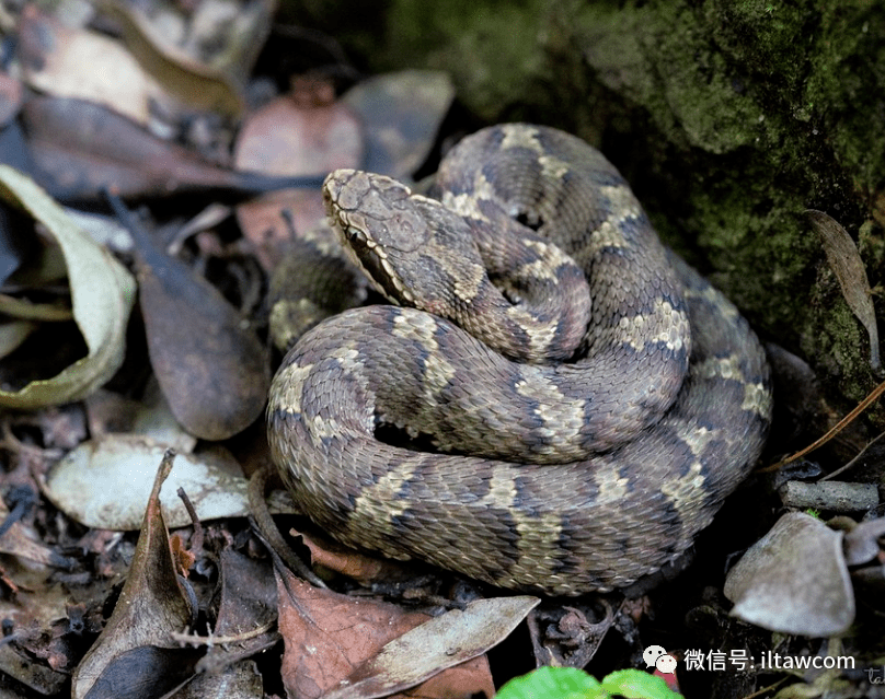 物种图册-日本蝮_蝮蛇