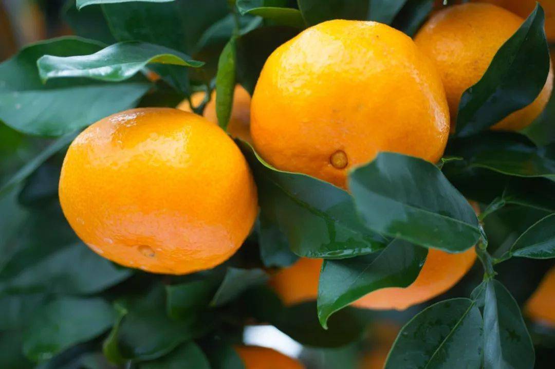 产地食材▎冬日里的一抹暖阳来自这位象山的美人橙