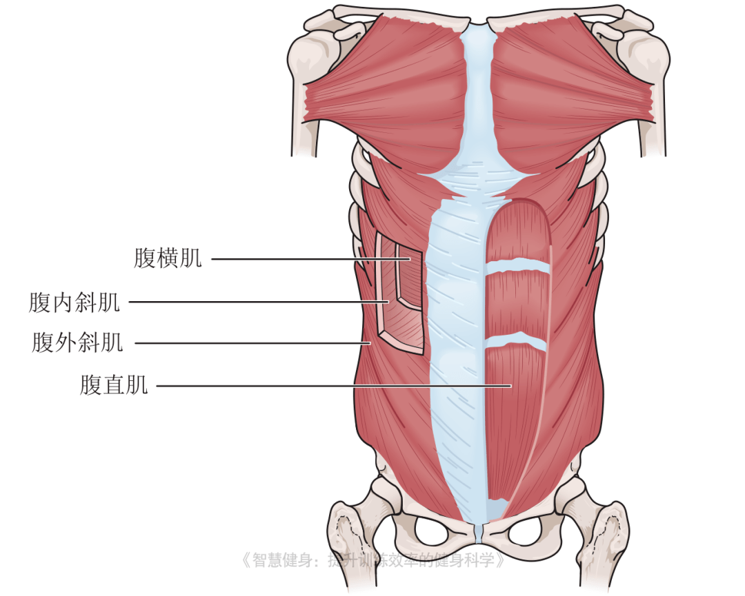 核心肌群深层肌肉图片