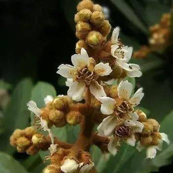 枇杷花的药用价值疏风止咳,通鼻窍.