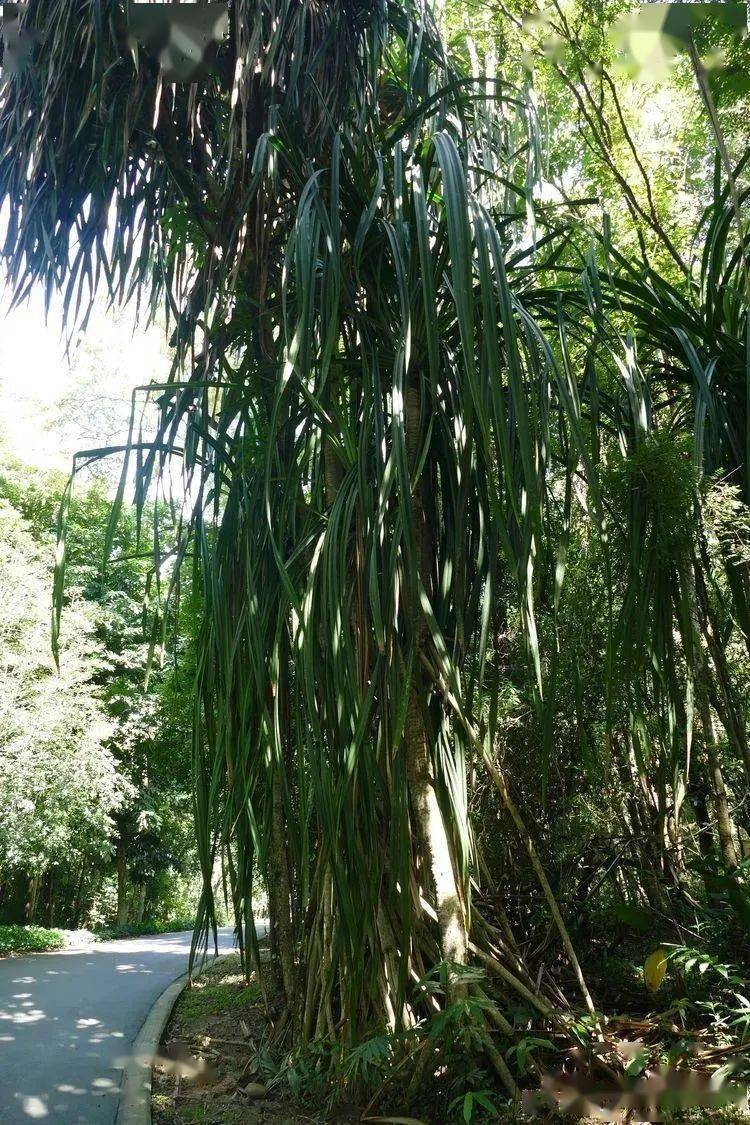 露兜樹科 露兜樹屬266 分叉露兜pandanus urophyllus露兜樹科龍腦香科