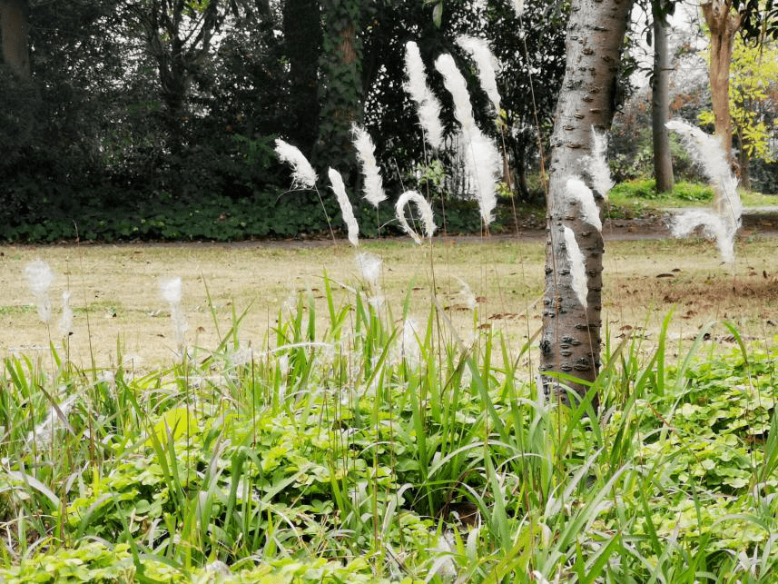 周日下午茶葭月说葭草初升忽冬至