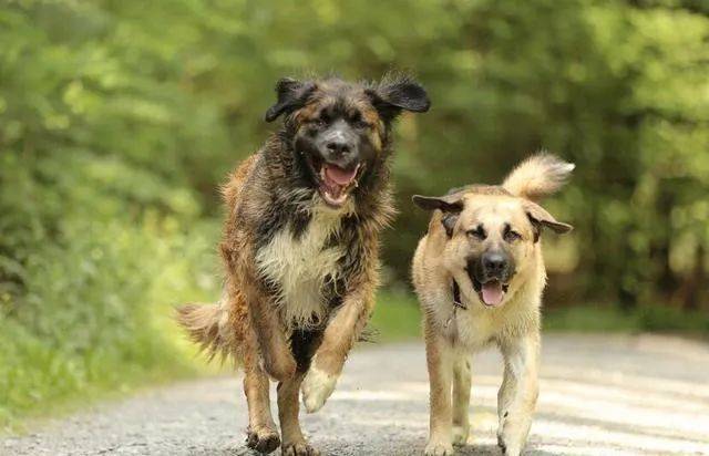 狼青犬捷克狼犬杜賓犬荷蘭牧羊犬弗蘭德牧羊犬比利時牧羊犬凱麗藍梗犬