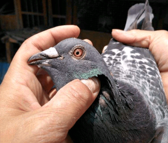 两千公里超远程国血冠军鸽主是这么养鸽的