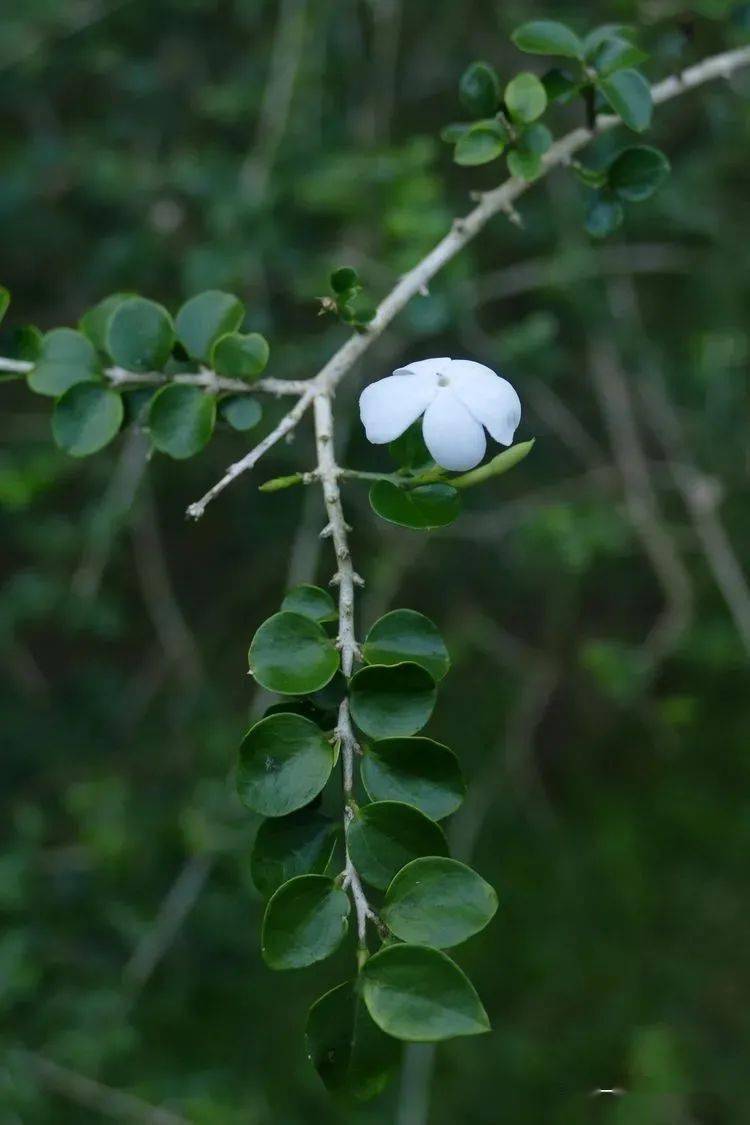 木樨草科