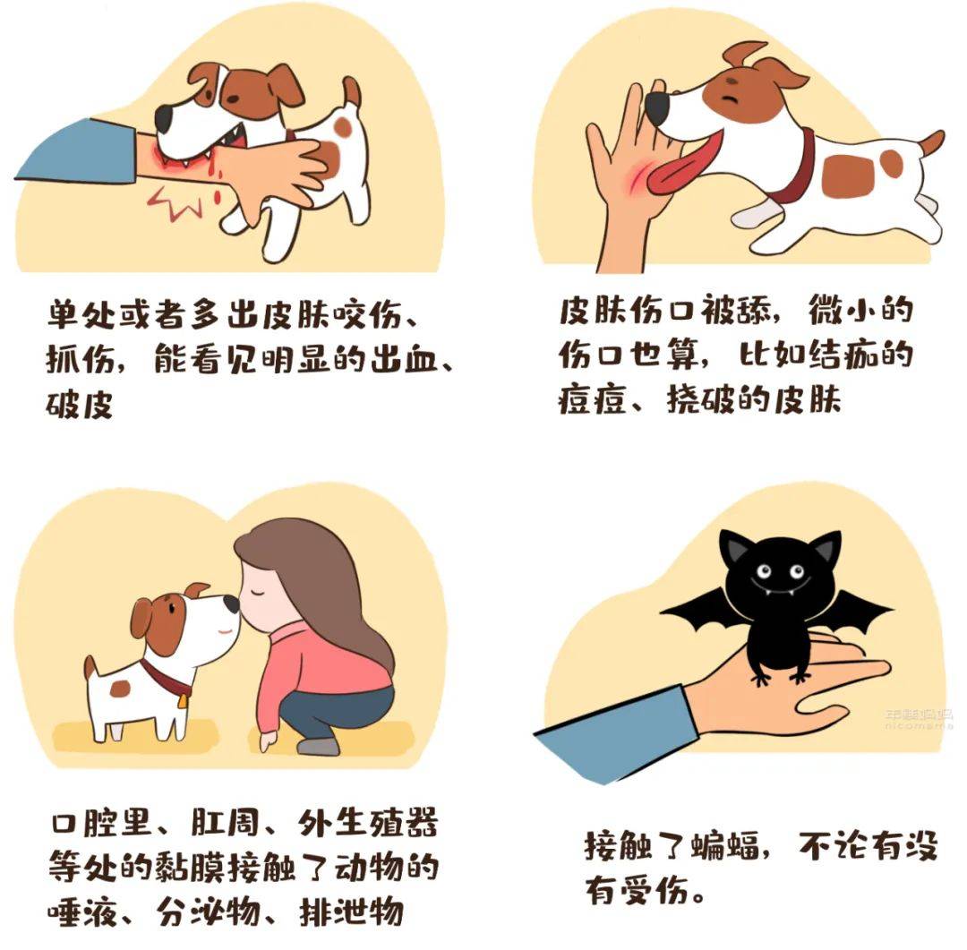 狂犬疫苗漫画图片