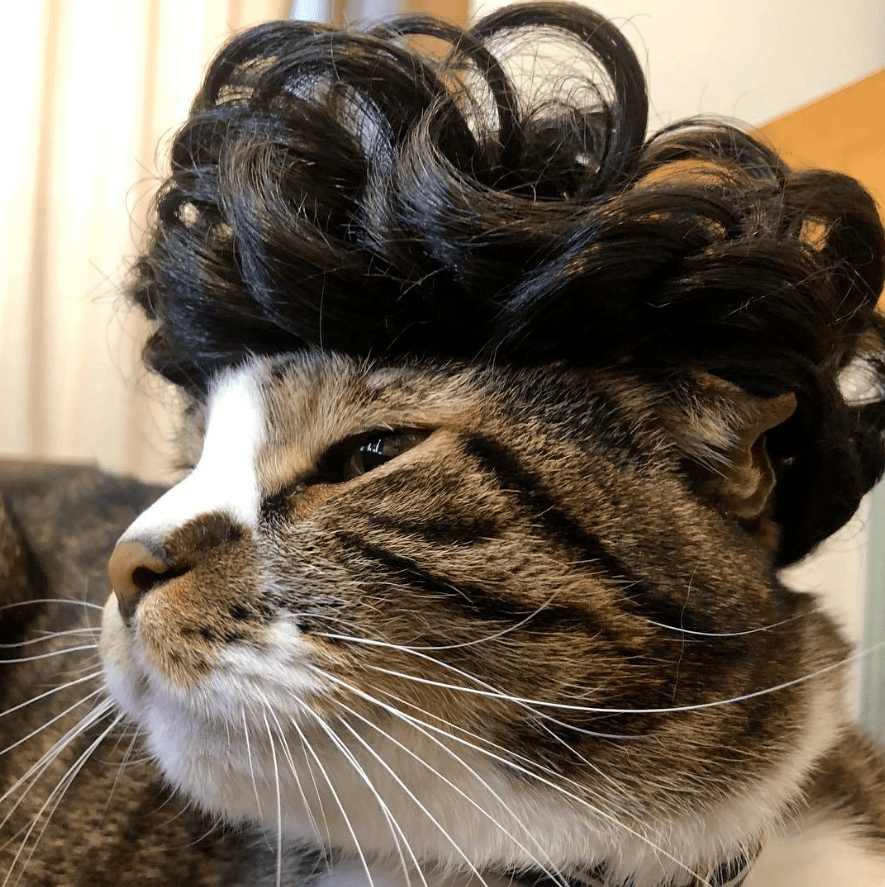 你做过的发型可能不及这只猫咪一半多