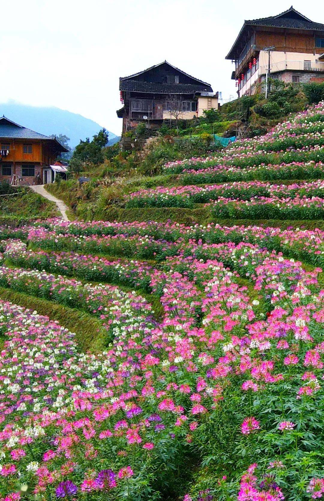 梯田花海在哪里图片