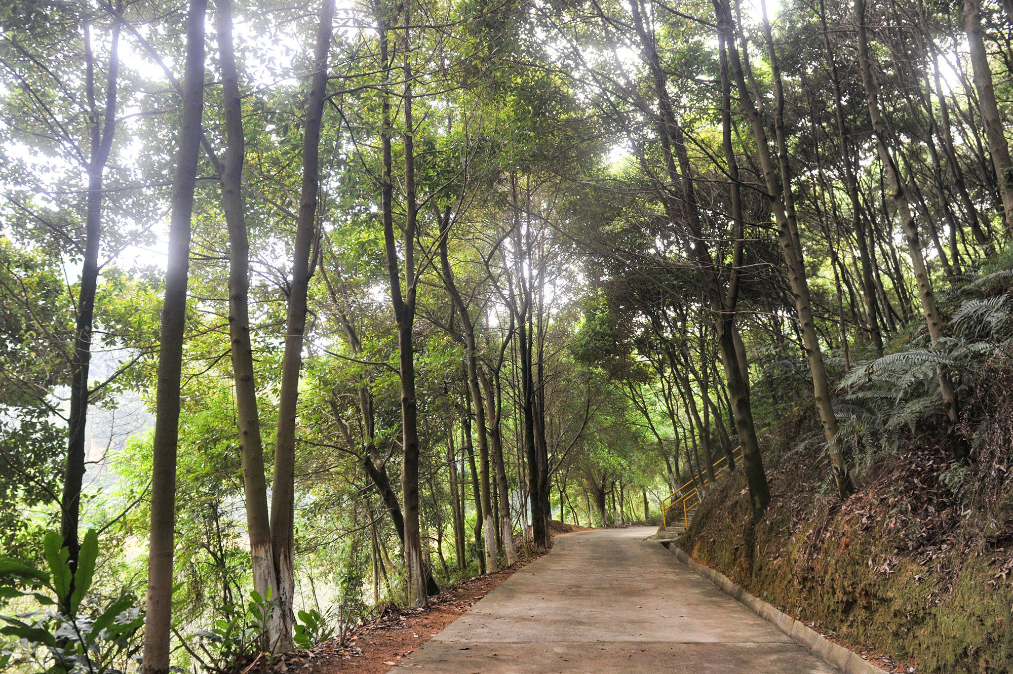 高明云勇林场旅游景点图片