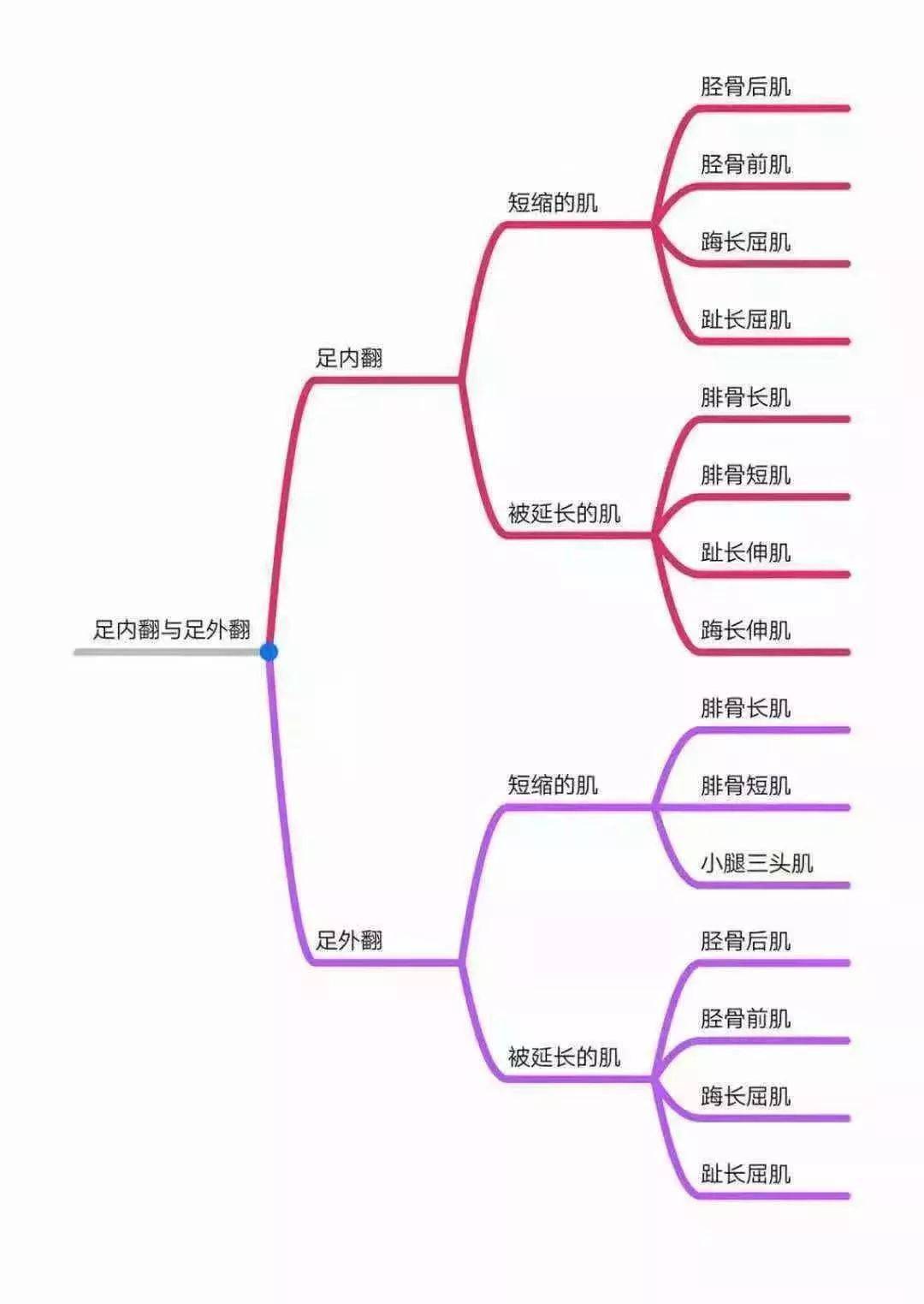 体形矫正全身异常体态姿势解剖学分析思维导图