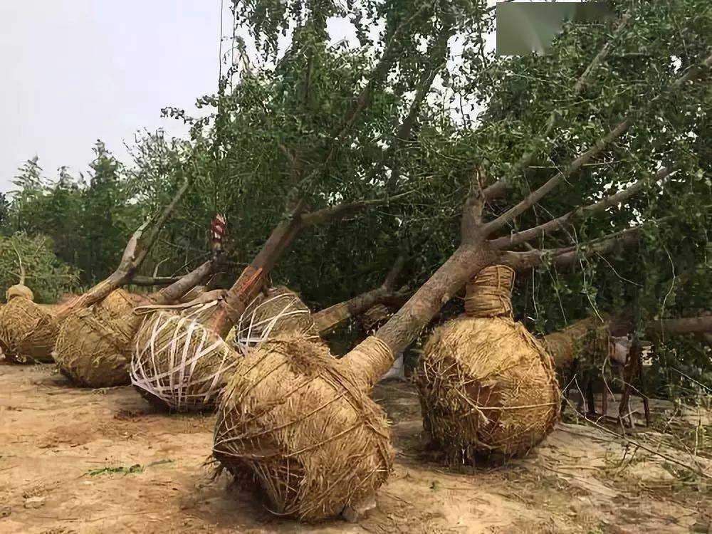 种植绿化树(种植绿化树前景如何)