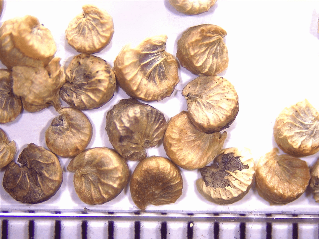 药典纠错丝瓜络白芷冬葵果