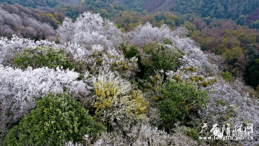 隆林金钟山壮美冰景