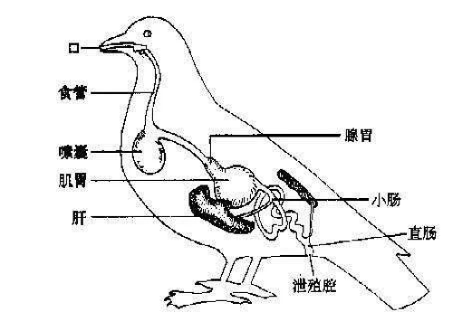 鸟类器官图图片