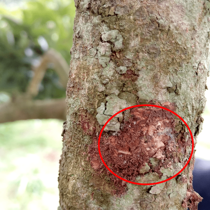 荔枝树干癌病图片